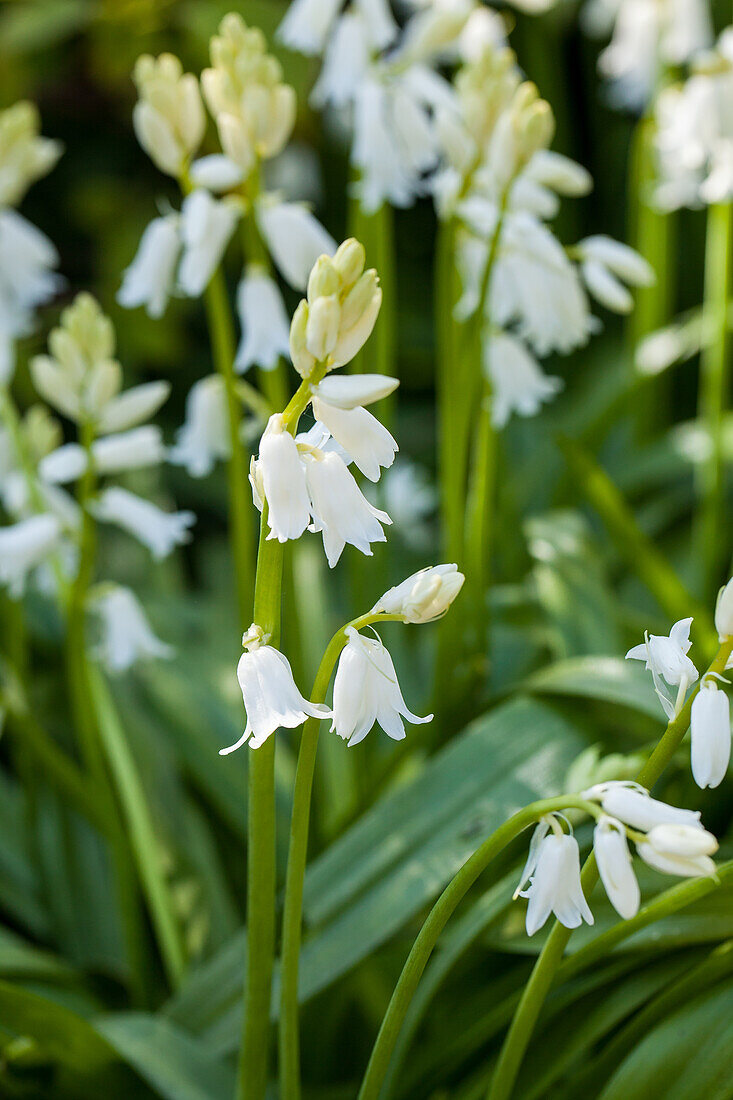 Hyacinthoides hispanica