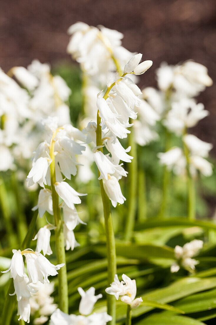 Hyacinthoides hispanica