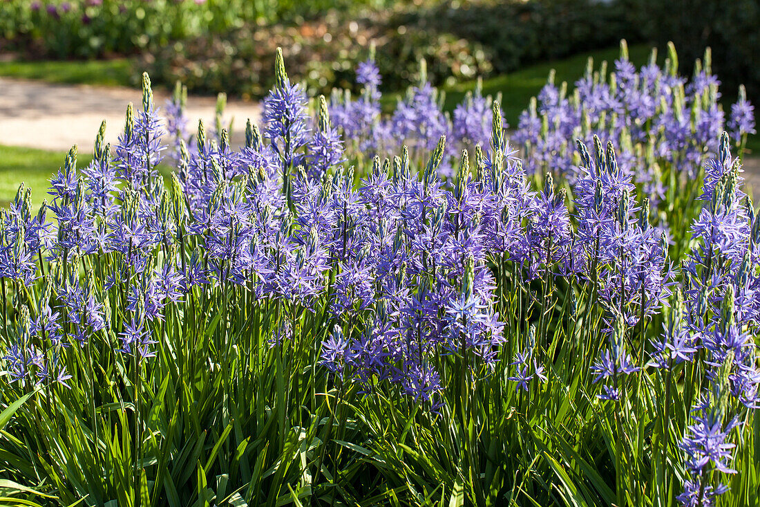 Camassia leichtlinii