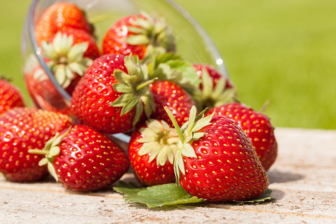 Fragaria x ananassa