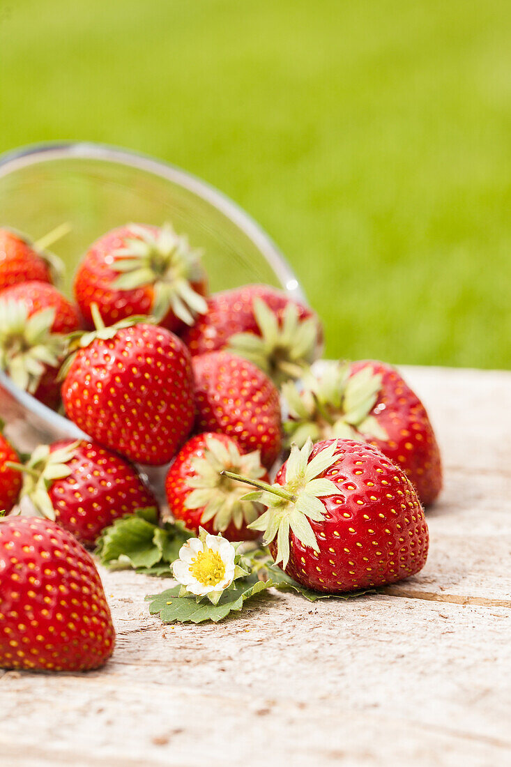 Fragaria x ananassa