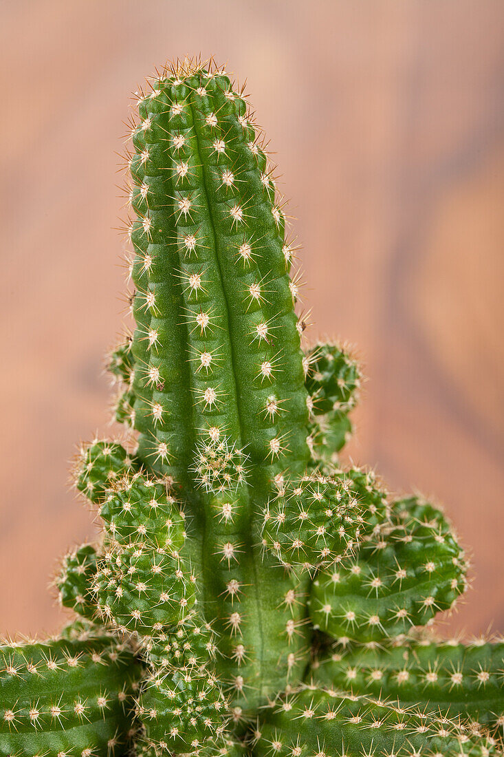 Cactus, column