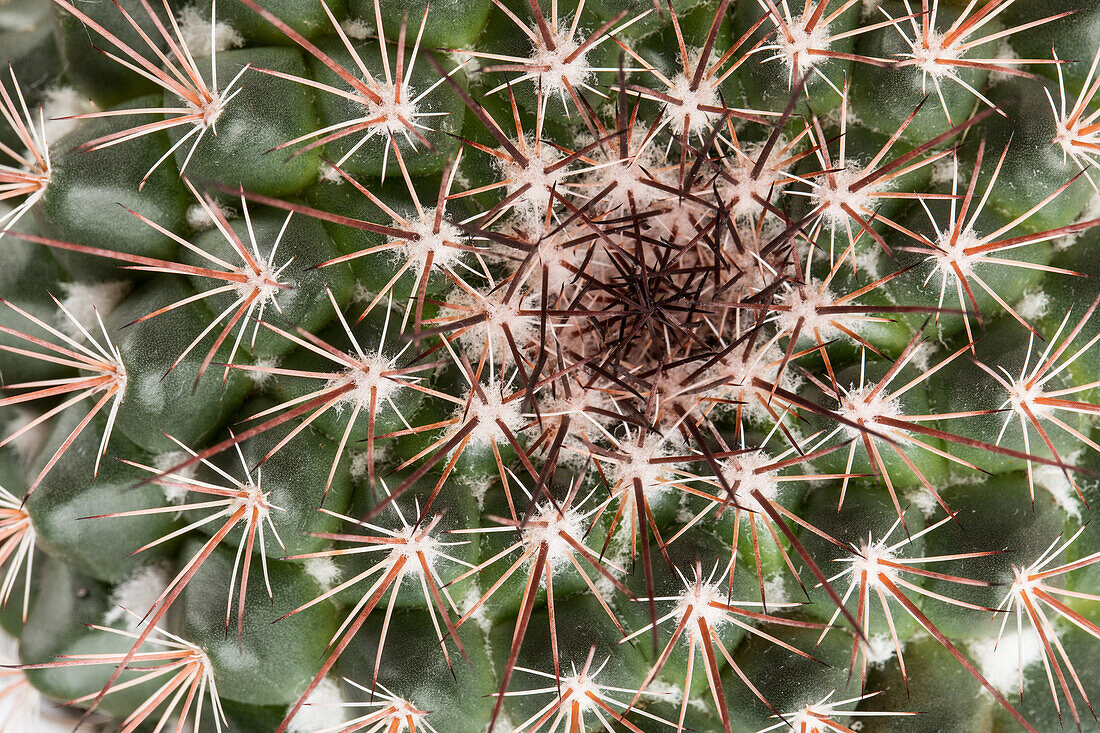 Mammillaria