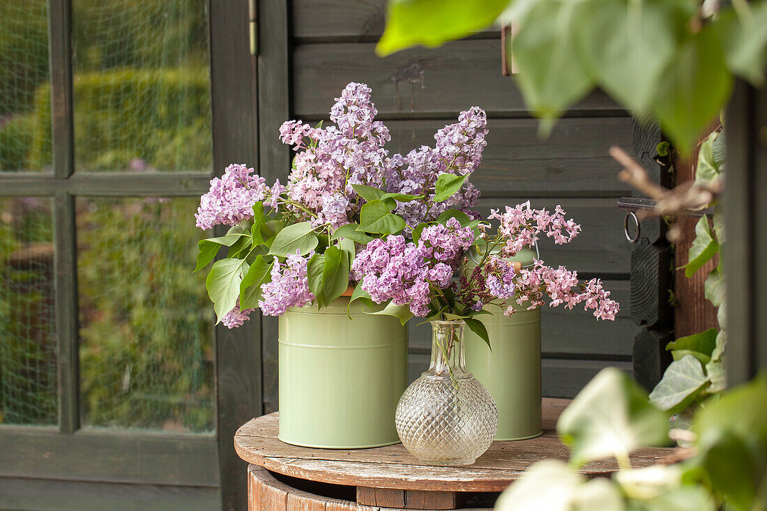 Lilac flowers