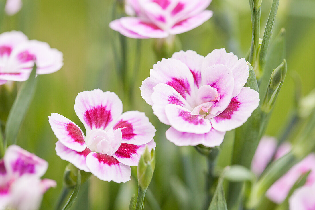 Dianthus caryophyllus