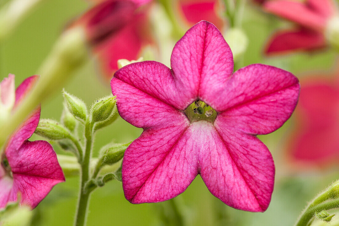 Nicotiana alata