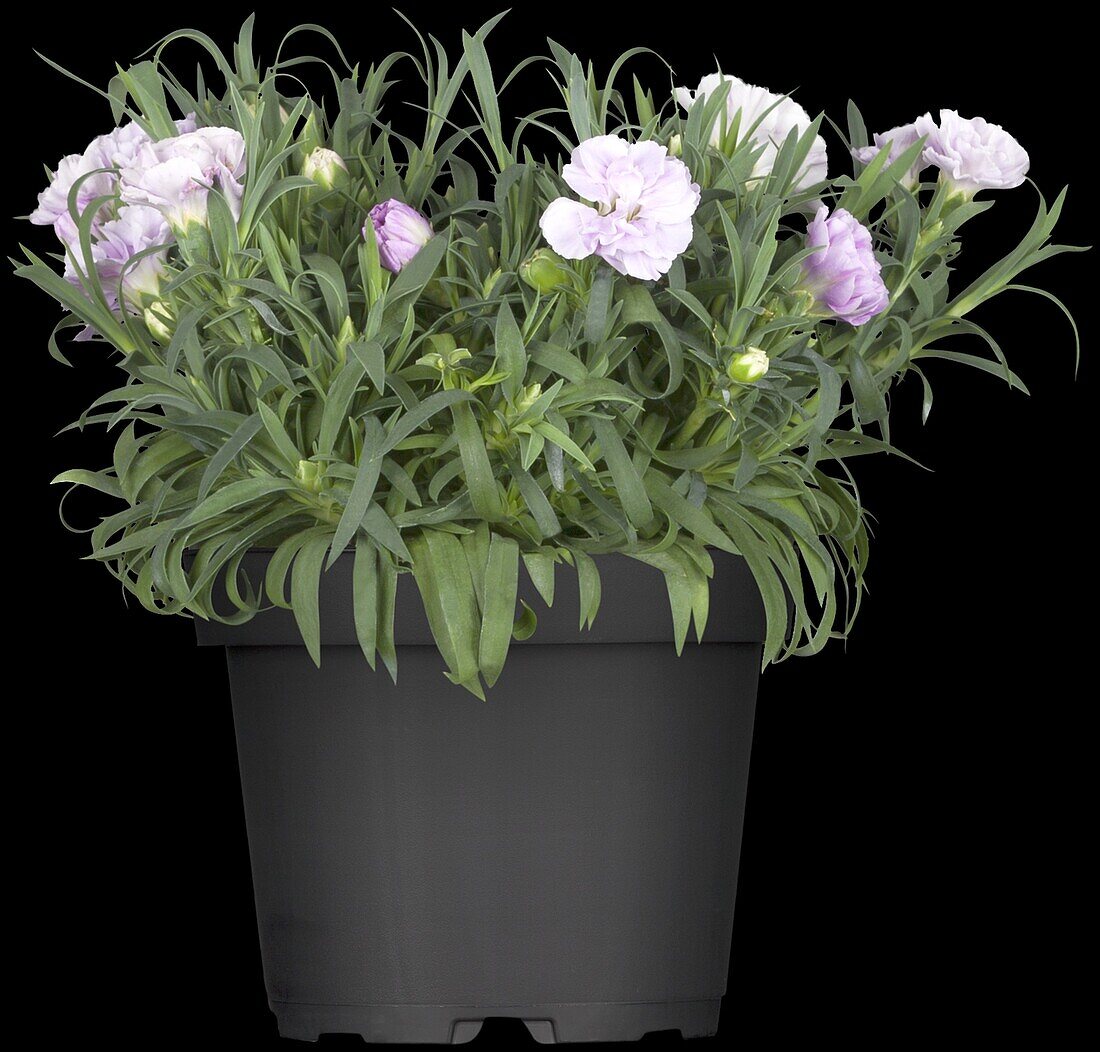 Dianthus caryophyllus