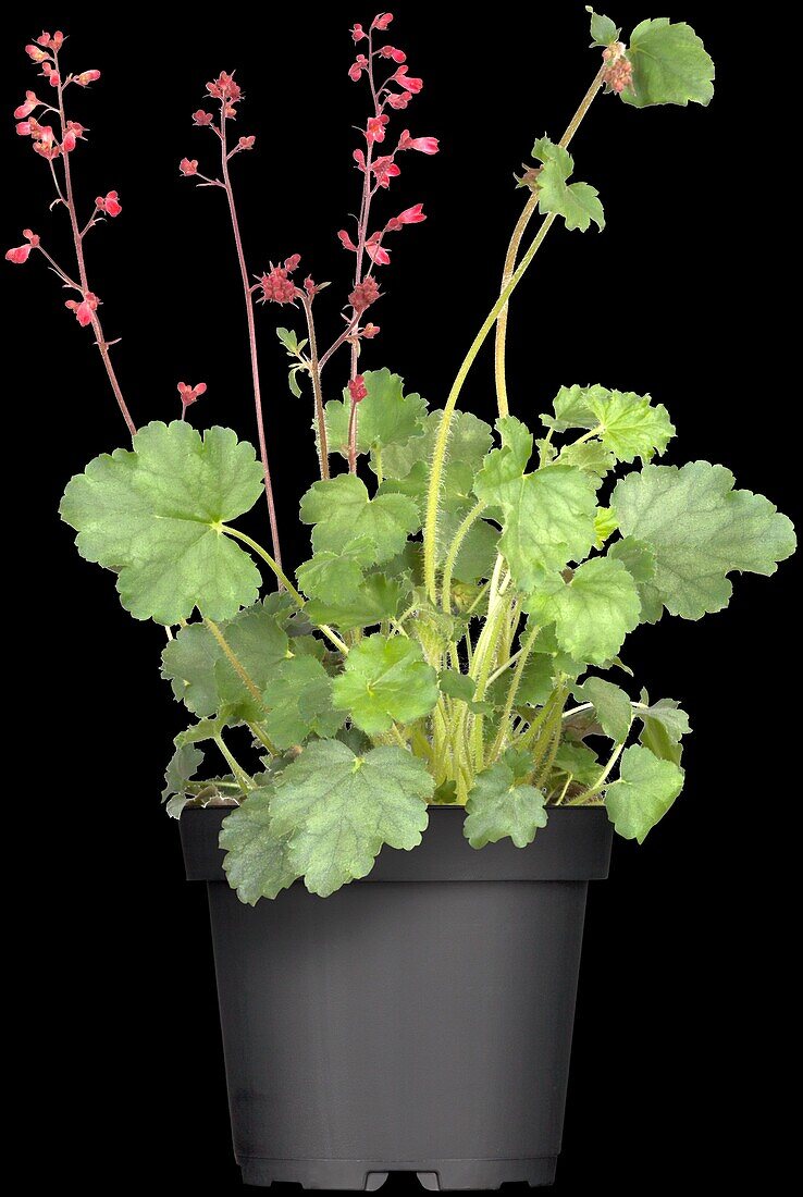 Heuchera