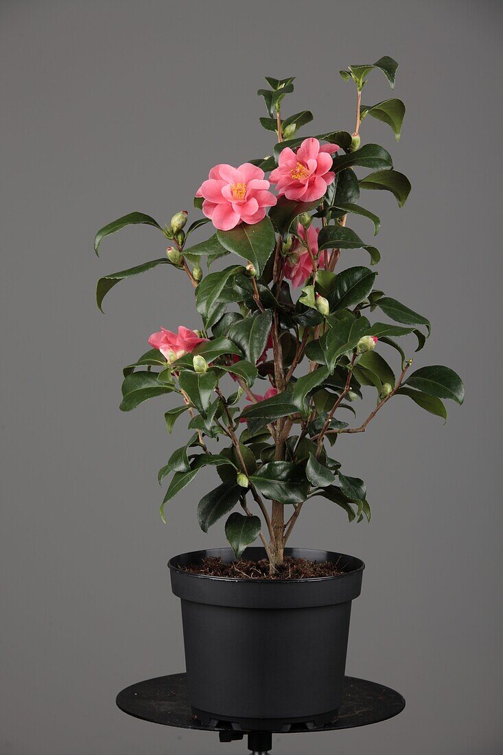 Camellia japonica 'Beautyflame'