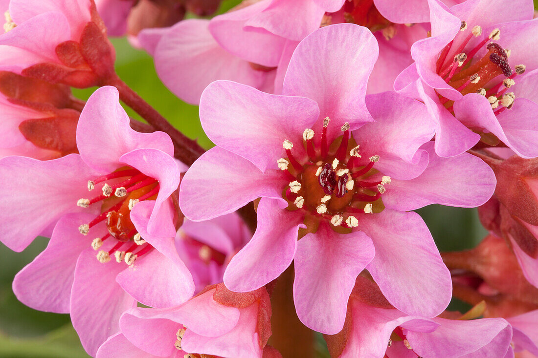 Bergenia