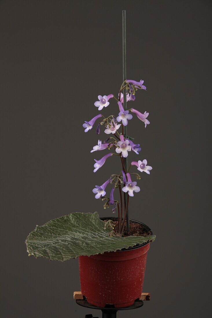 Streptocarpus parfuflora