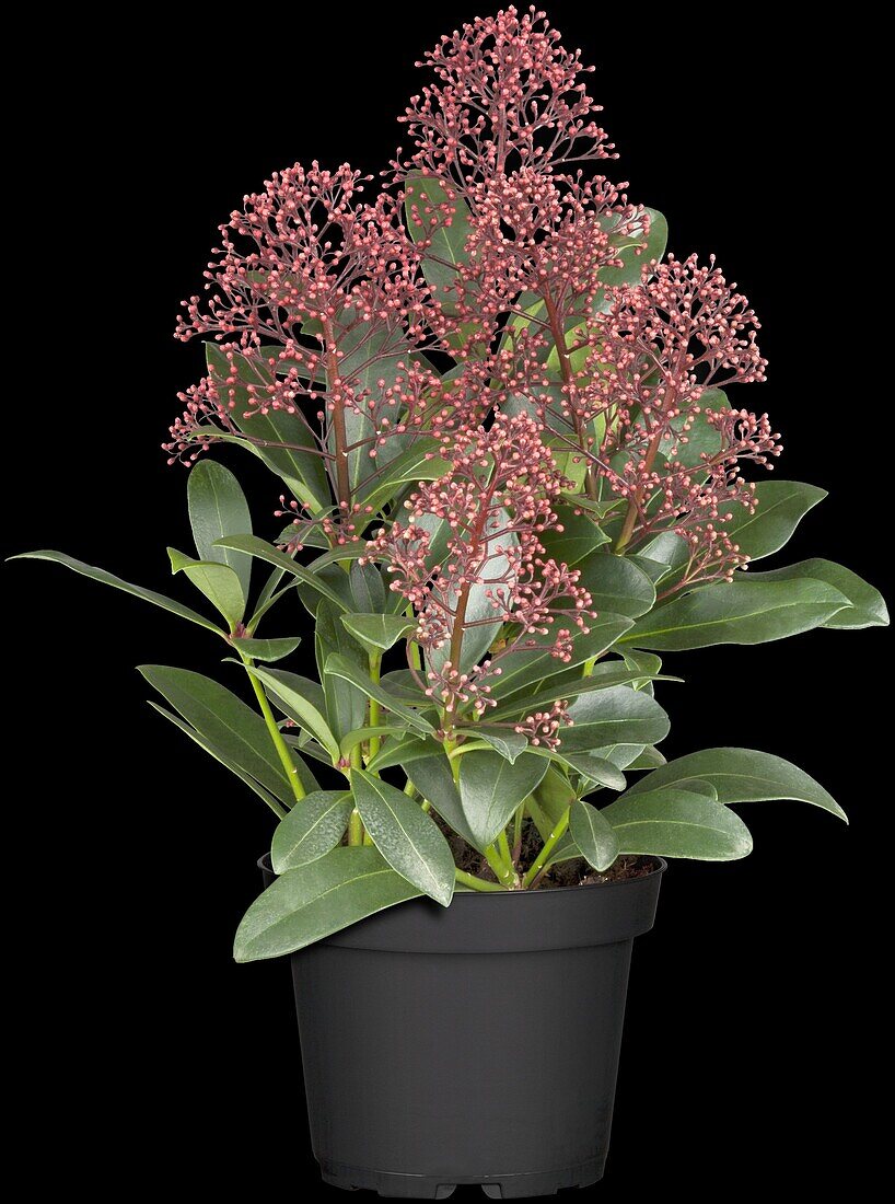 Skimmia japonica 'Rubella'