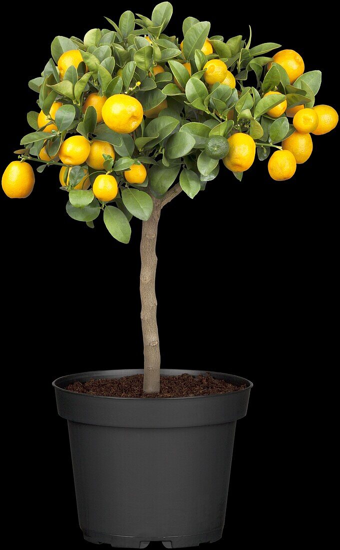 Citrus madurensis, strain