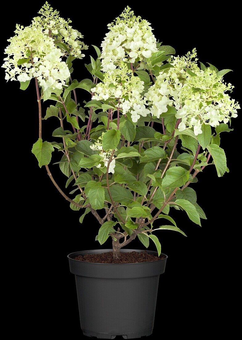 Hydrangea paniculata 'Silver Dollar'