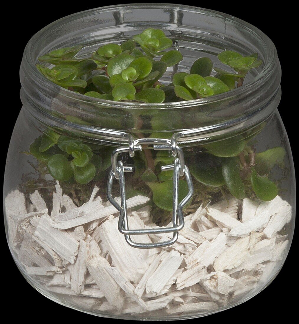 Sedum makinoi 'Kosmosje' in a jar