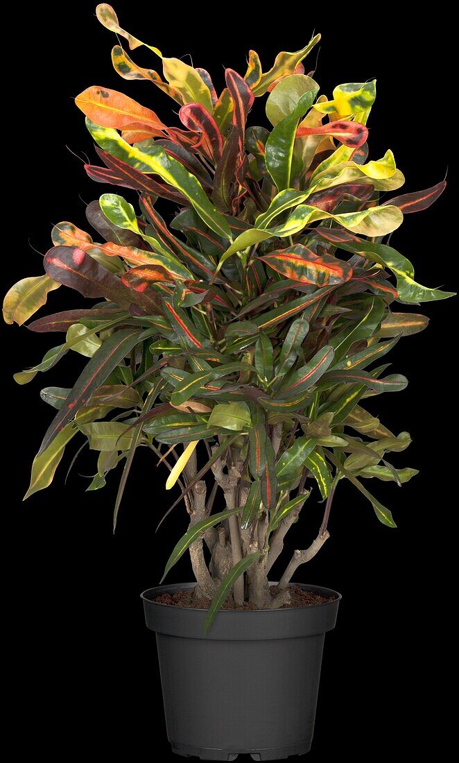 Codiaeum variegatum