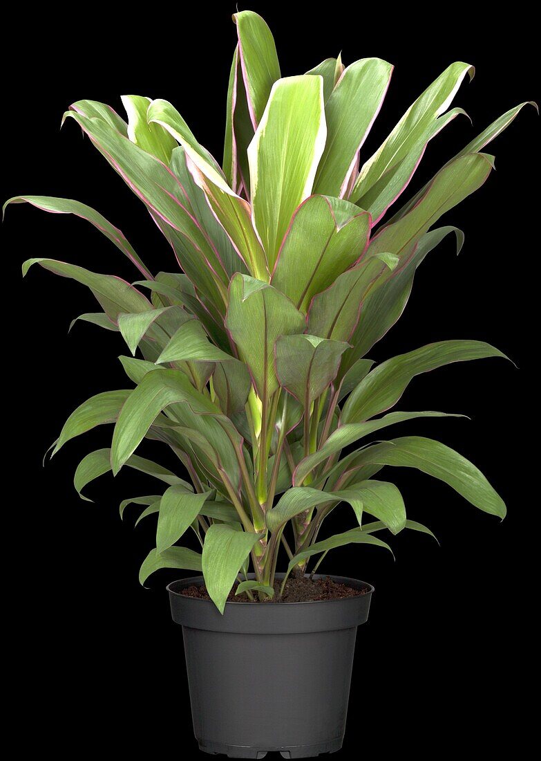 Calathea roseopicta