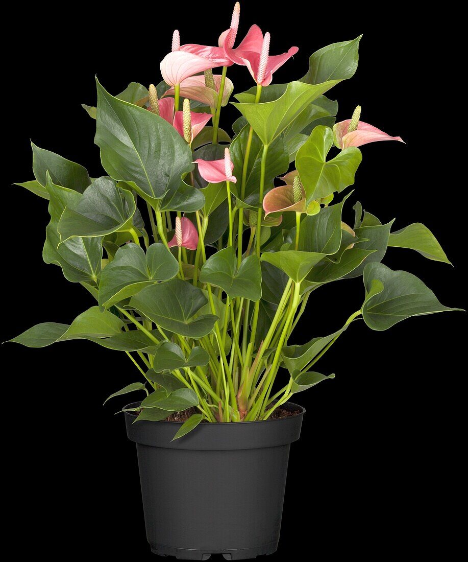 Anthurium x andreanum 'Hot Lips'