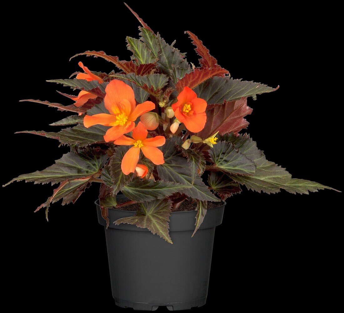 Begonia boliviensis 'Glowing Embers'®