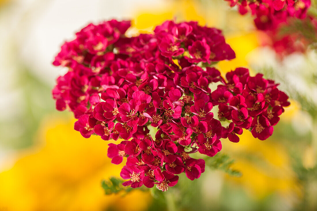 Achillea millefolium, red