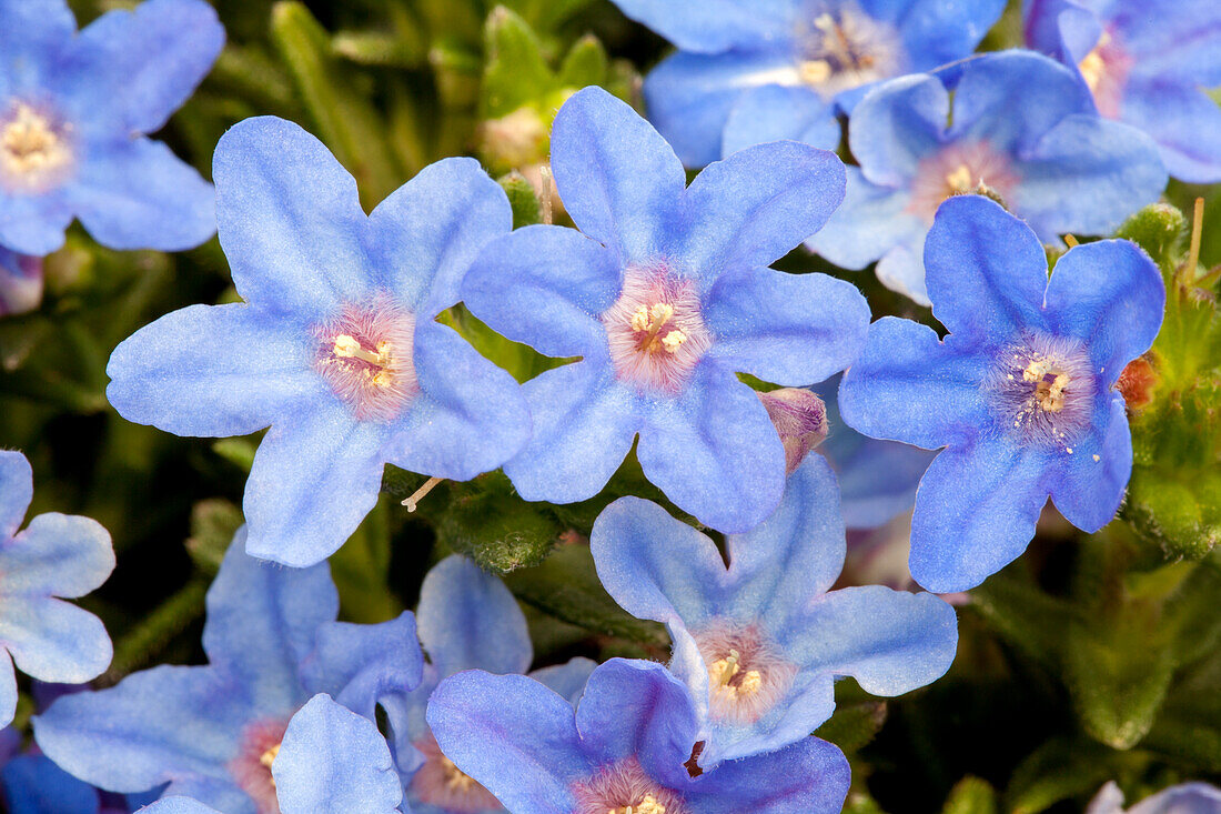 Lithodora diffusa 'Heavenly Blue'