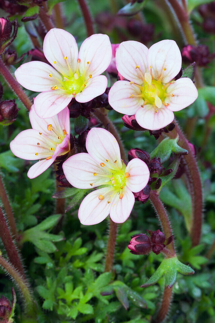 Saxifraga x arendsii