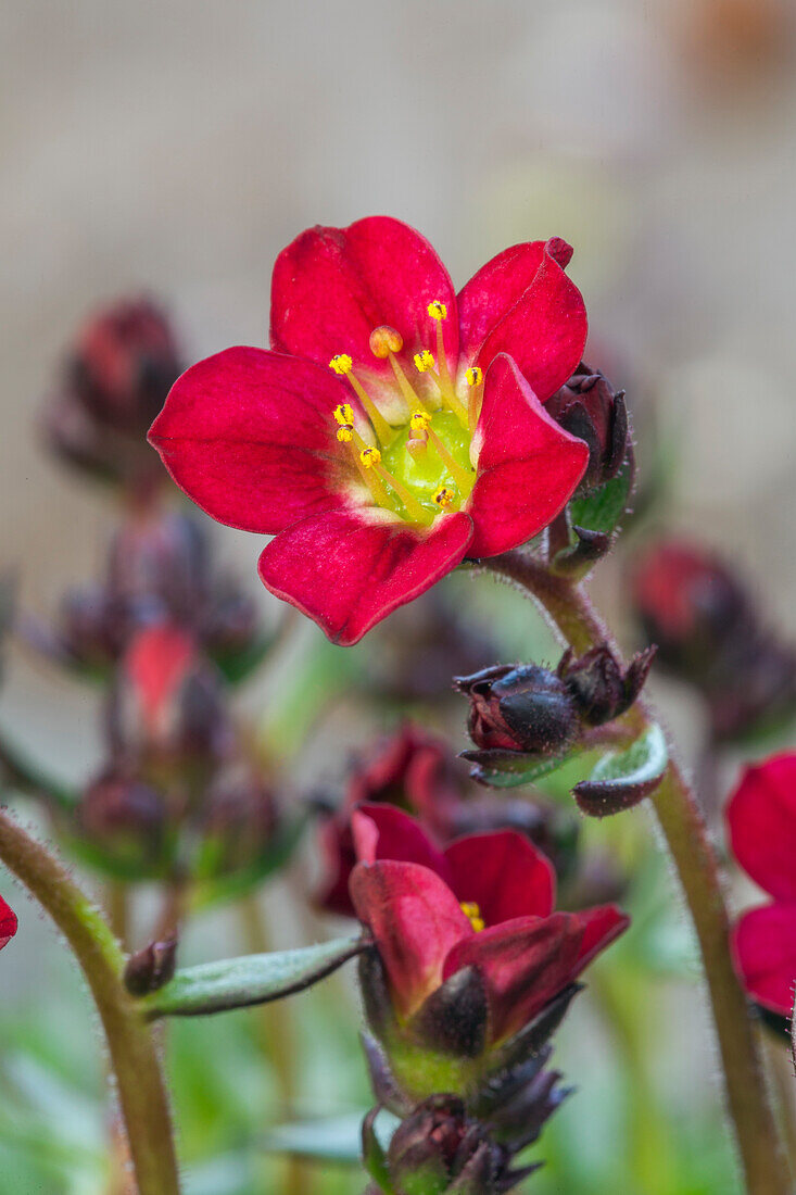 Saxifraga x arendsii