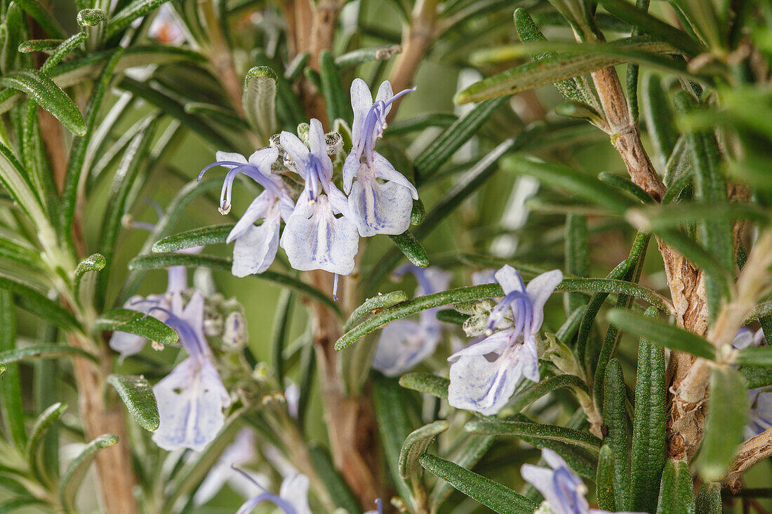 Rosmarinus officinalis