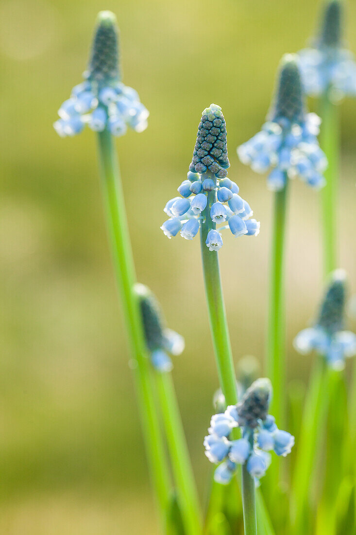 Muscari 'Blue Magic