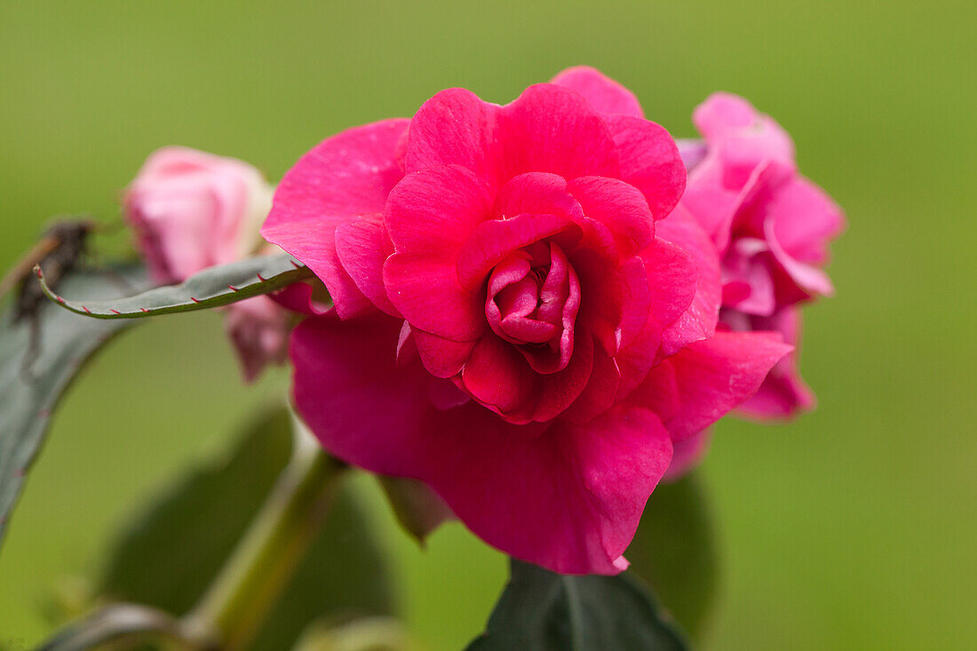 Impatiens neuguinea