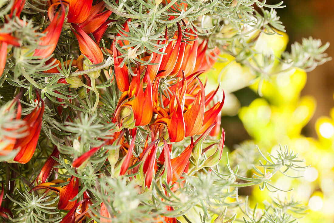 Lotus corniculatus