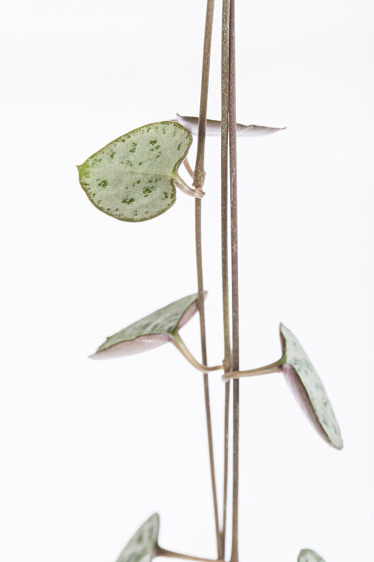 Ceropegia linearis subsp. woodii