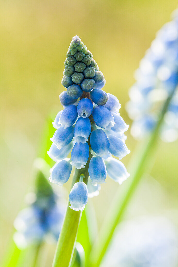 Muscari armeniacum