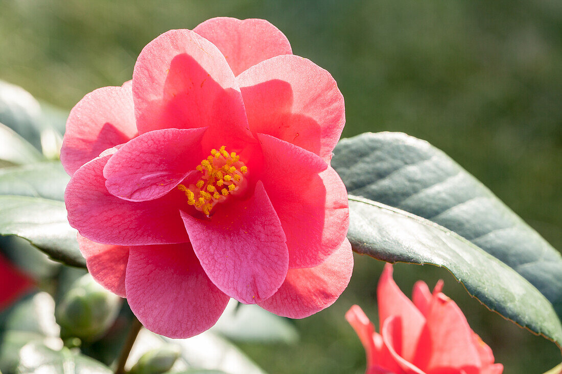 Camellia japonica