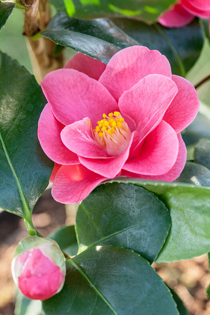 Camellia japonica