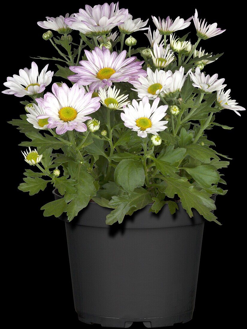 Chrysanthemum indicum