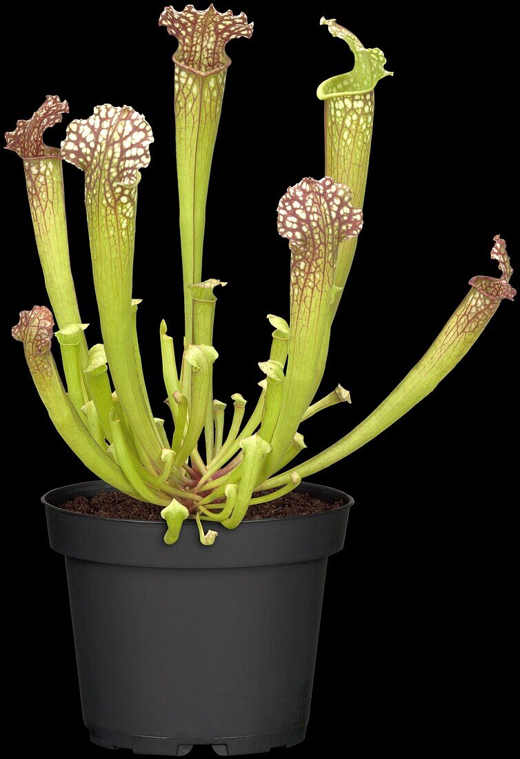 Sarracenia