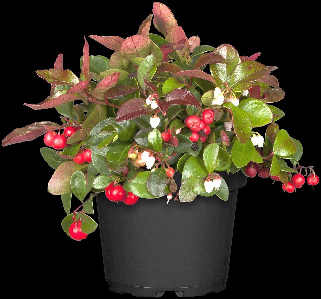 Gaultheria procumbens