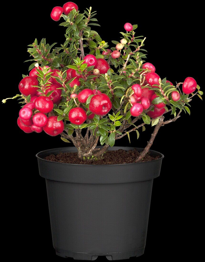 Gaultheria mucronata