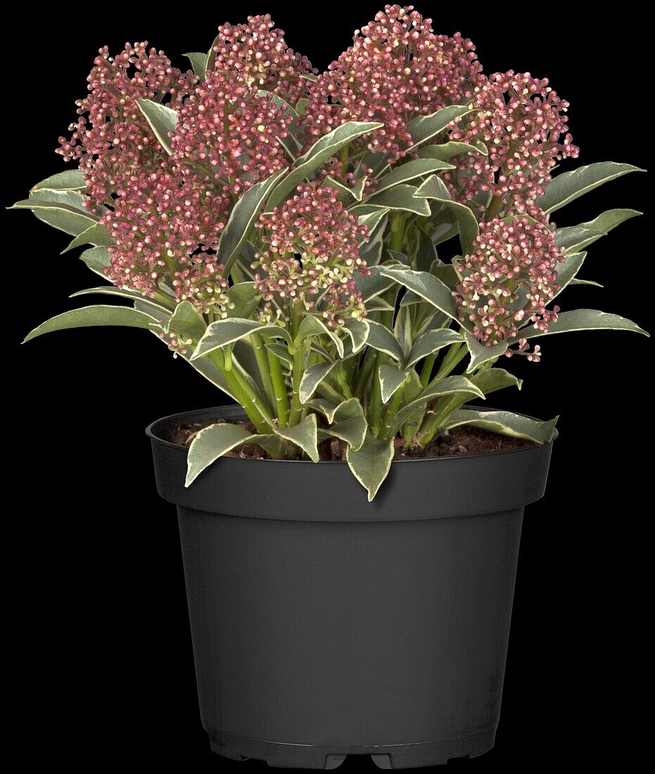 Skimmia japonica 'Mystic Marlot'