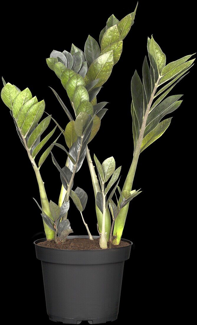 Zamioculcas zamiifolia 'Raven