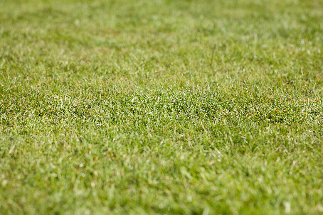 Grass