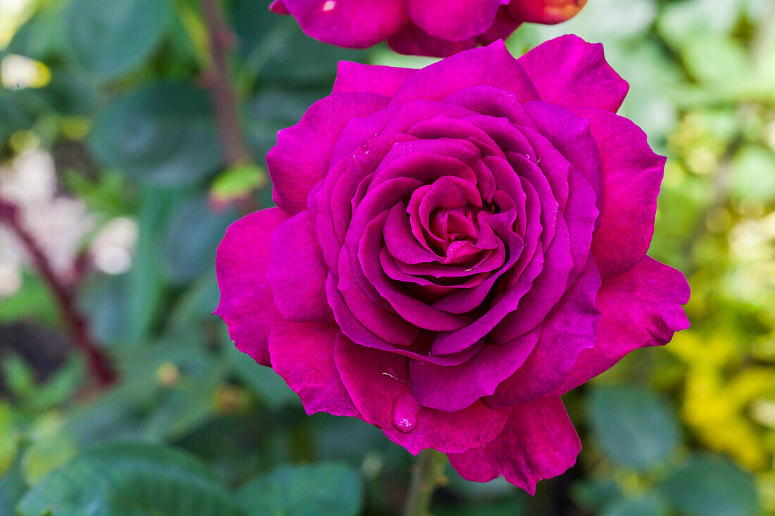 Edelrose, magenta