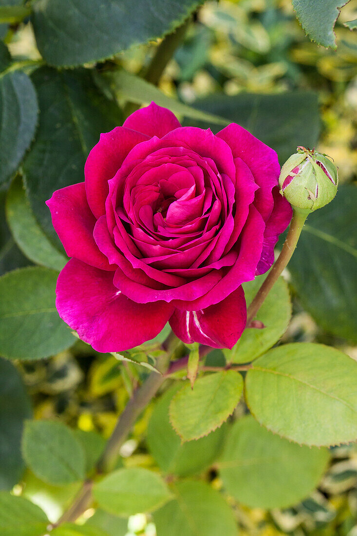 Edelrose, magenta