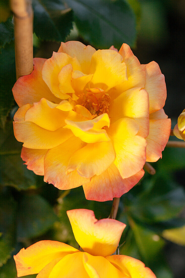 Shrub rose, orange yellow