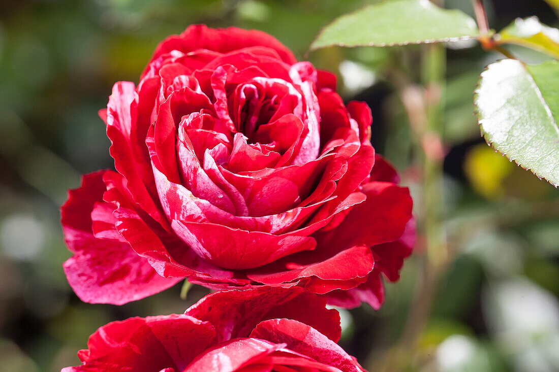 Shrub rose, red-white