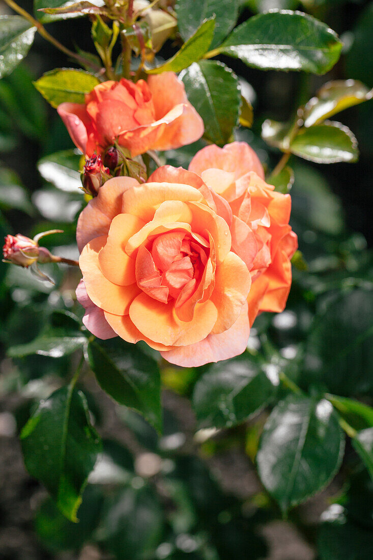 Shrub rose, apricot