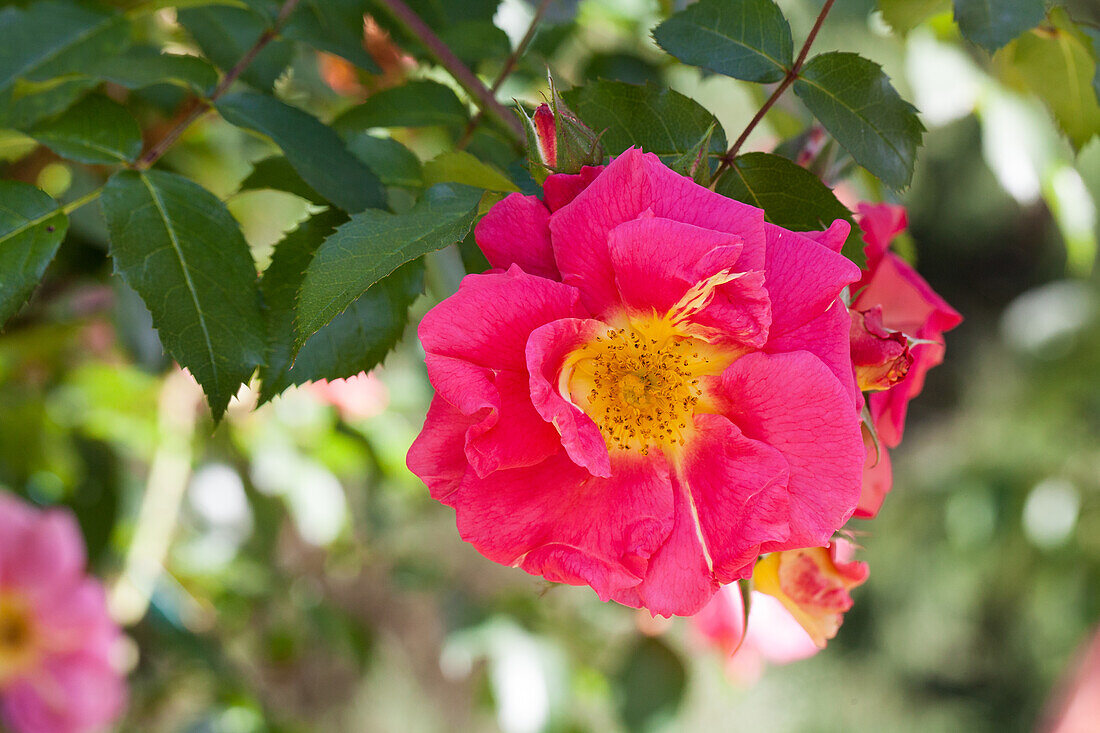 Historic rose