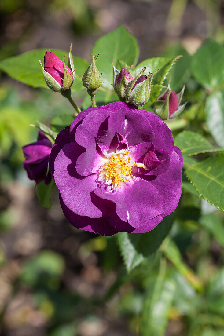 Shrub rose, purple