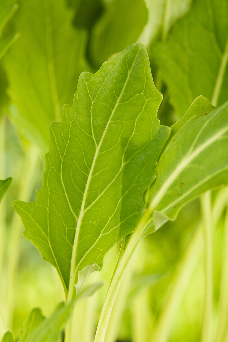 Brassica oleracea var. gongylodes, weiß
